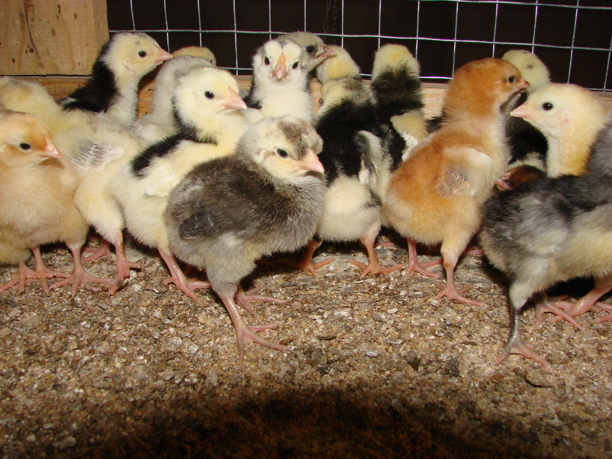 Купить цыплят в калужской области